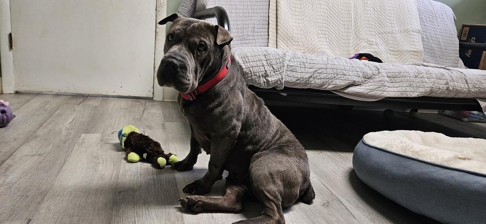 Petunia, Adopted, Adult Female Shar-Pei.