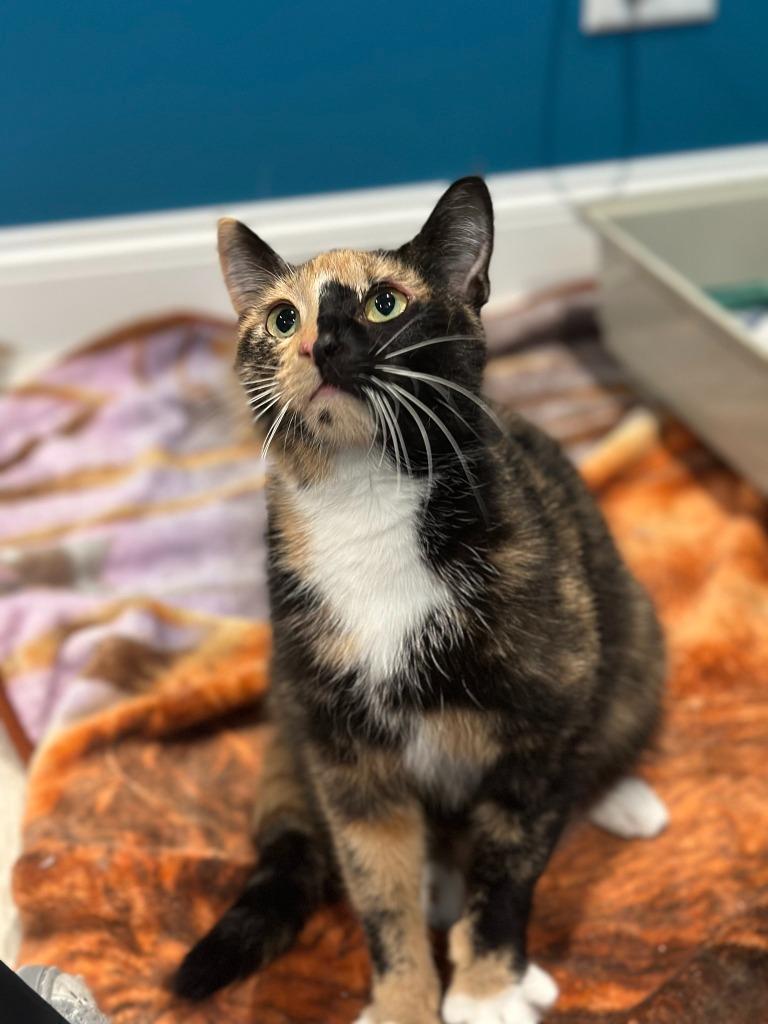 Freida, a Adoptable mixed breed image 1/6