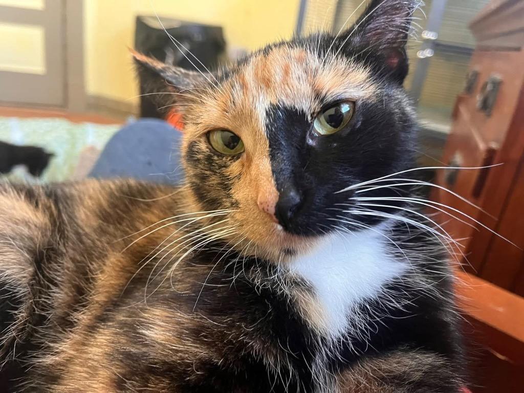 Freida, a Adoptable mixed breed image 2/6