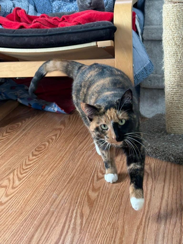 Freida, a Adoptable mixed breed image 3/6