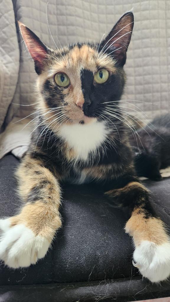 Freida, a Adoptable mixed breed image 4/6