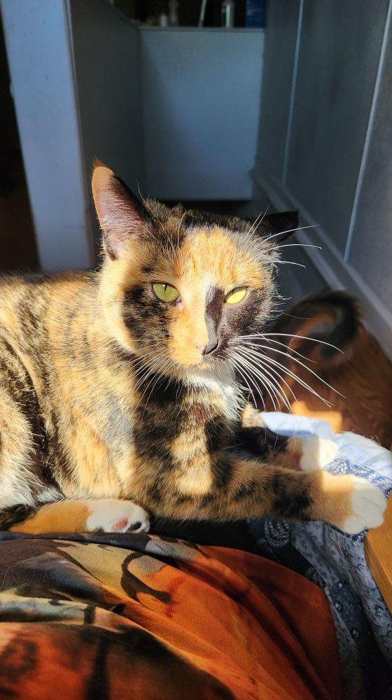 Freida, a Adoptable mixed breed image 5/6