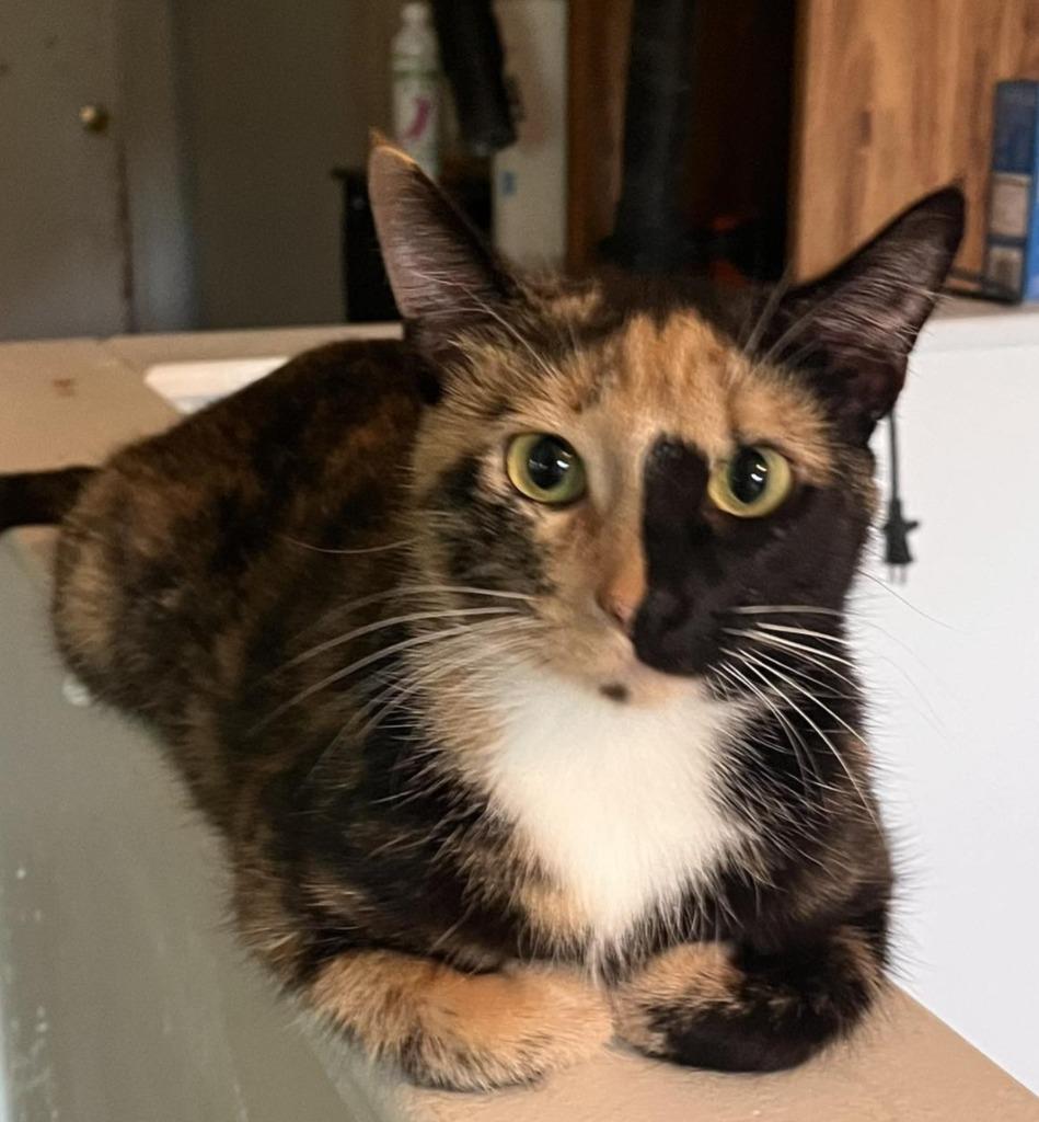 Freida, a Adoptable mixed breed image 6/6