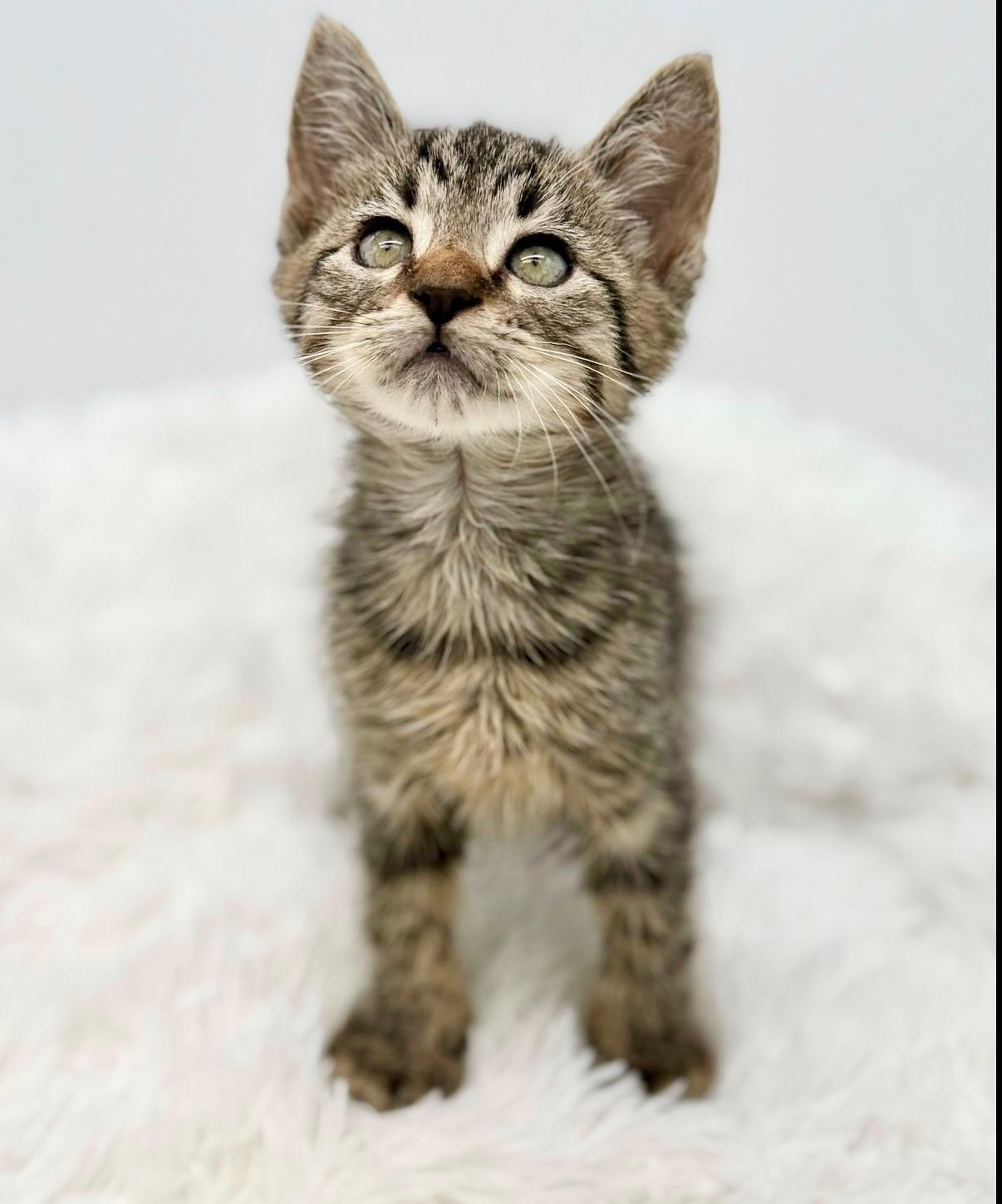 Maitaki, a Adoptable Tabby in Covington, LA image 2/6
