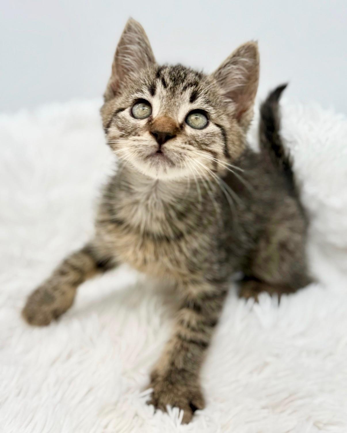 Maitaki, a Adoptable Tabby in Covington, LA image 3/6