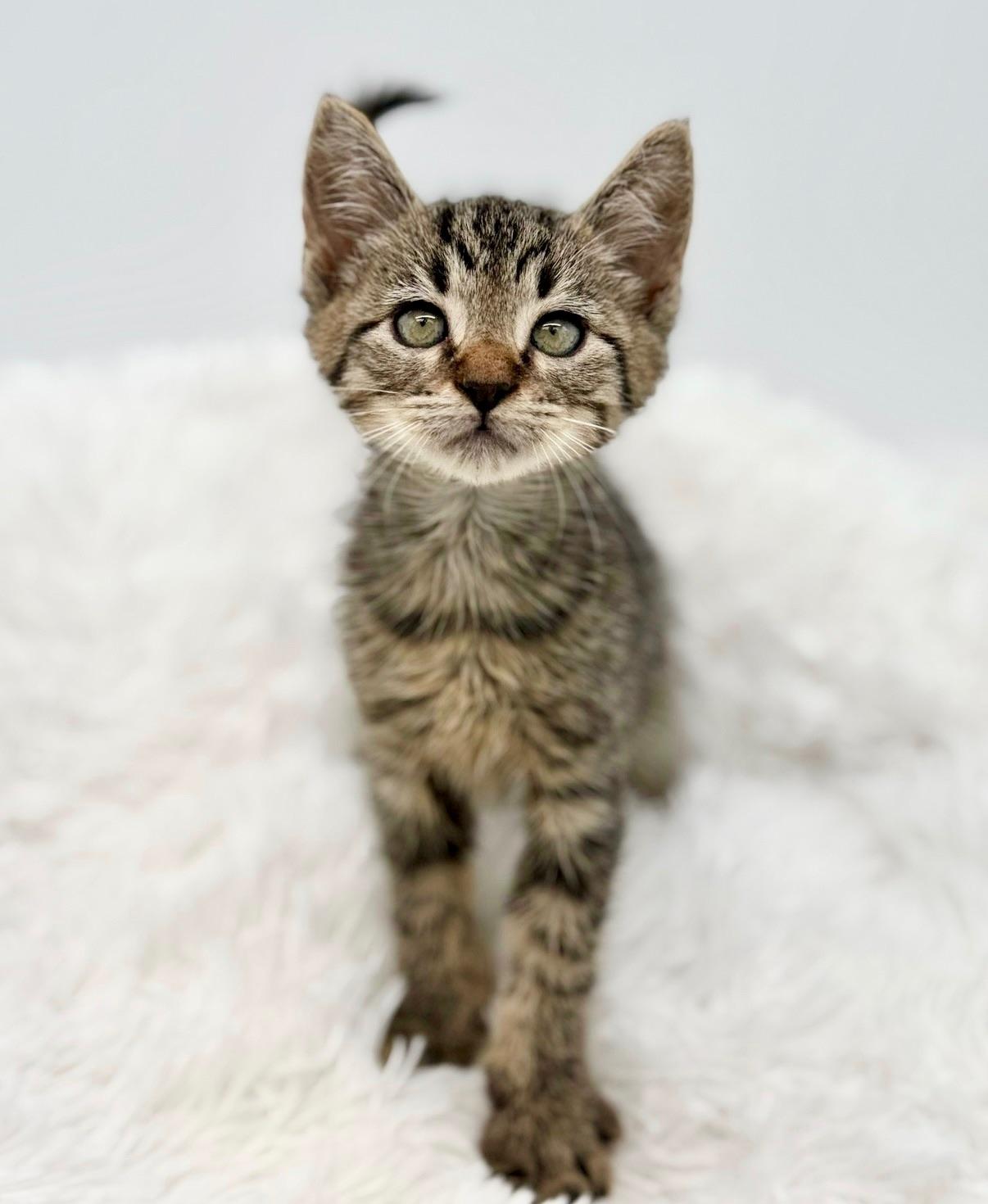 Maitaki, Adoptable, Kitten Male Tabby.