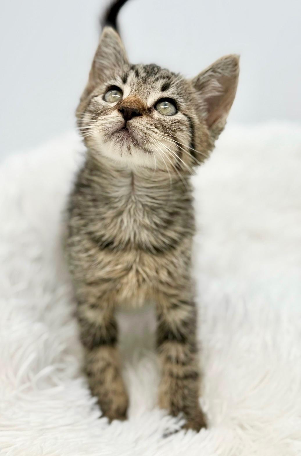 Maitaki, a Adoptable Tabby in Covington, LA image 6/6