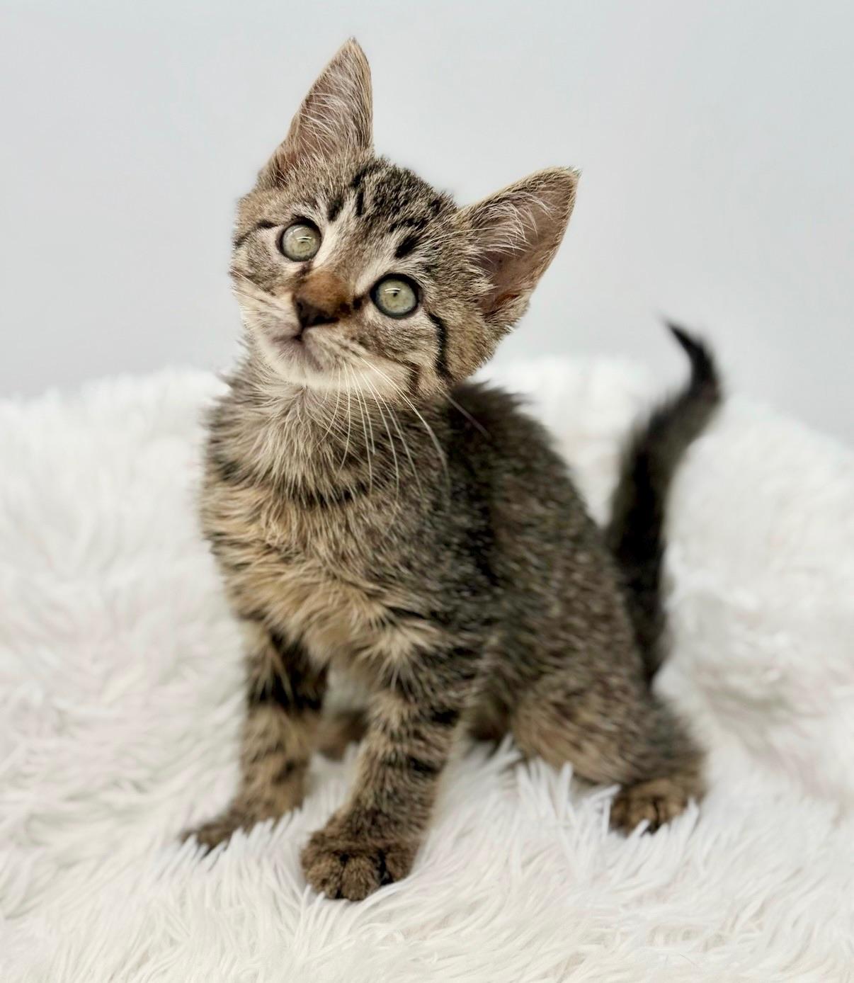 Maitaki, a Adoptable Tabby in Covington, LA image 4/6