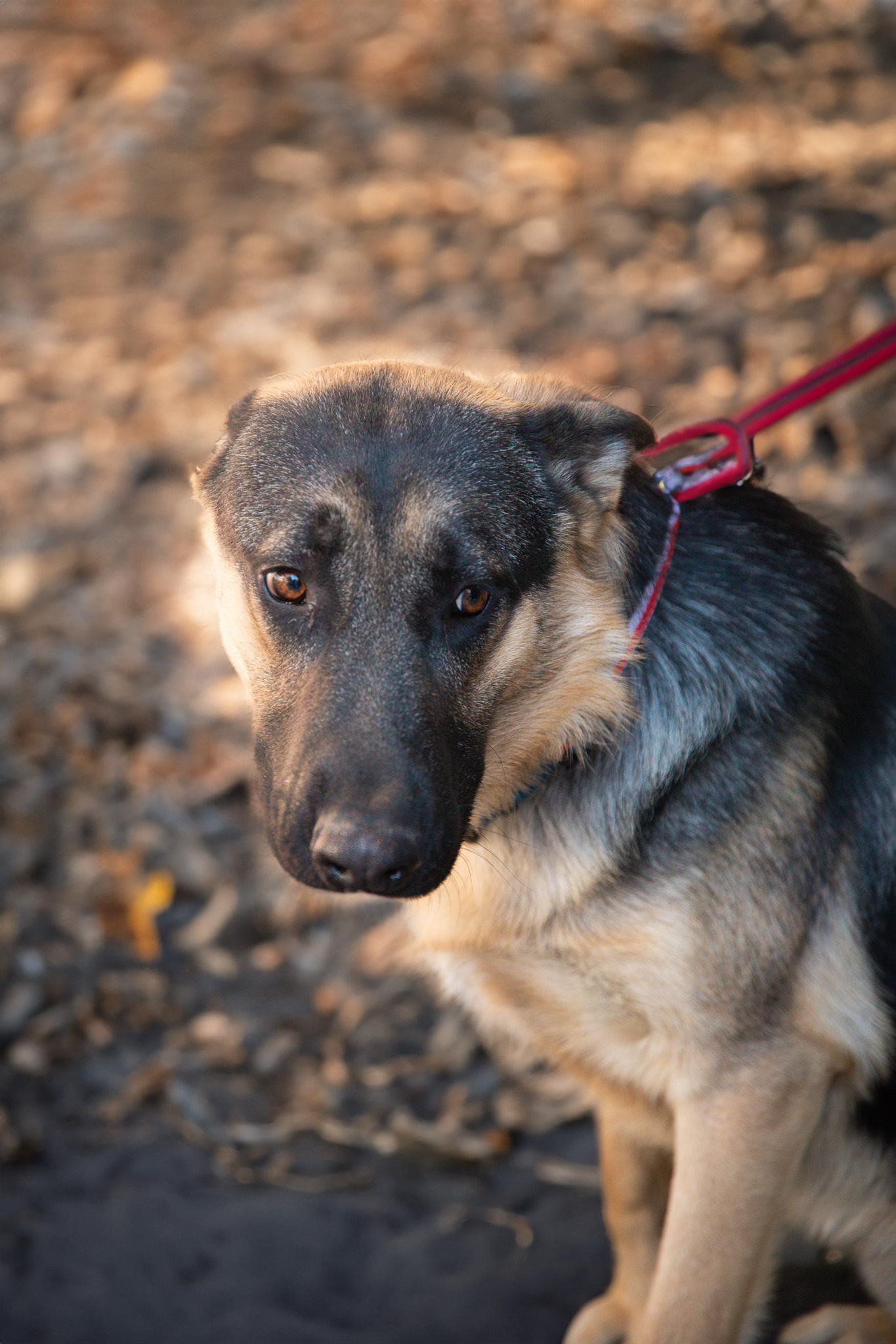 Enlarge Tito (1442), a Adopted German Shepherd Dog in Victorville, CA image 1/1
