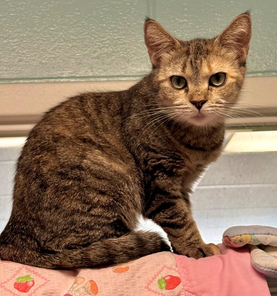 Meadow, Adoptable, Young Female Domestic Short Hair.