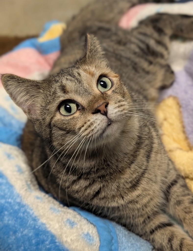 Enlarge Meadow, a Adoptable mixed breed in Defiance, OH image 2/6