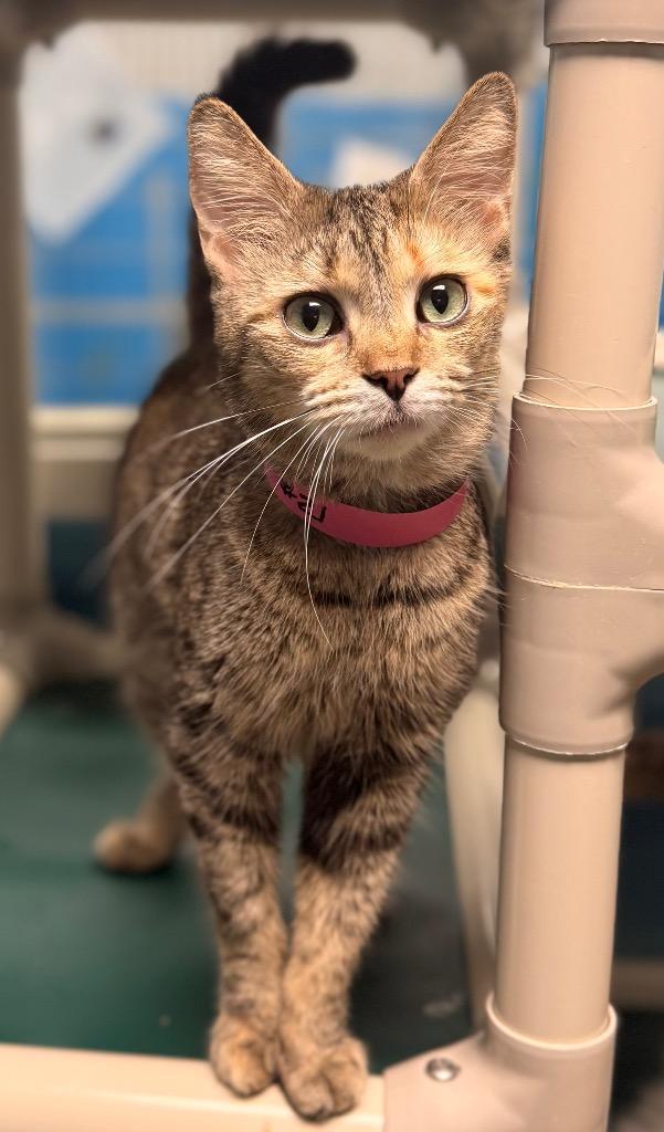 Meadow, a Adoptable mixed breed in Defiance, OH image 2/6