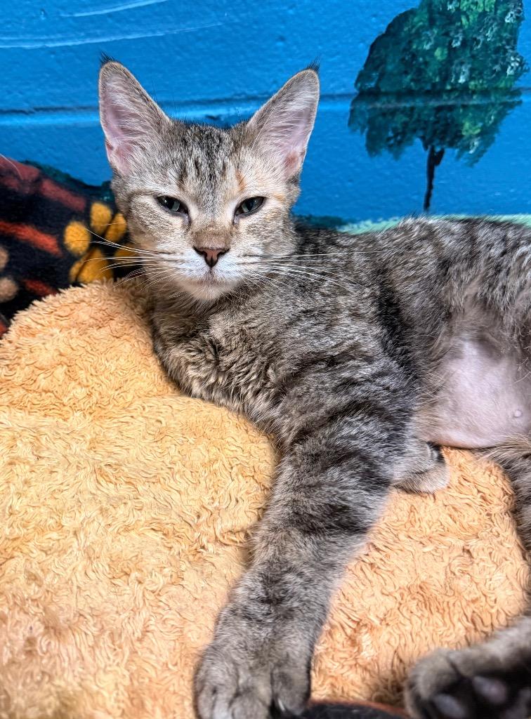Meadow, a Adoptable mixed breed in Defiance, OH image 3/6