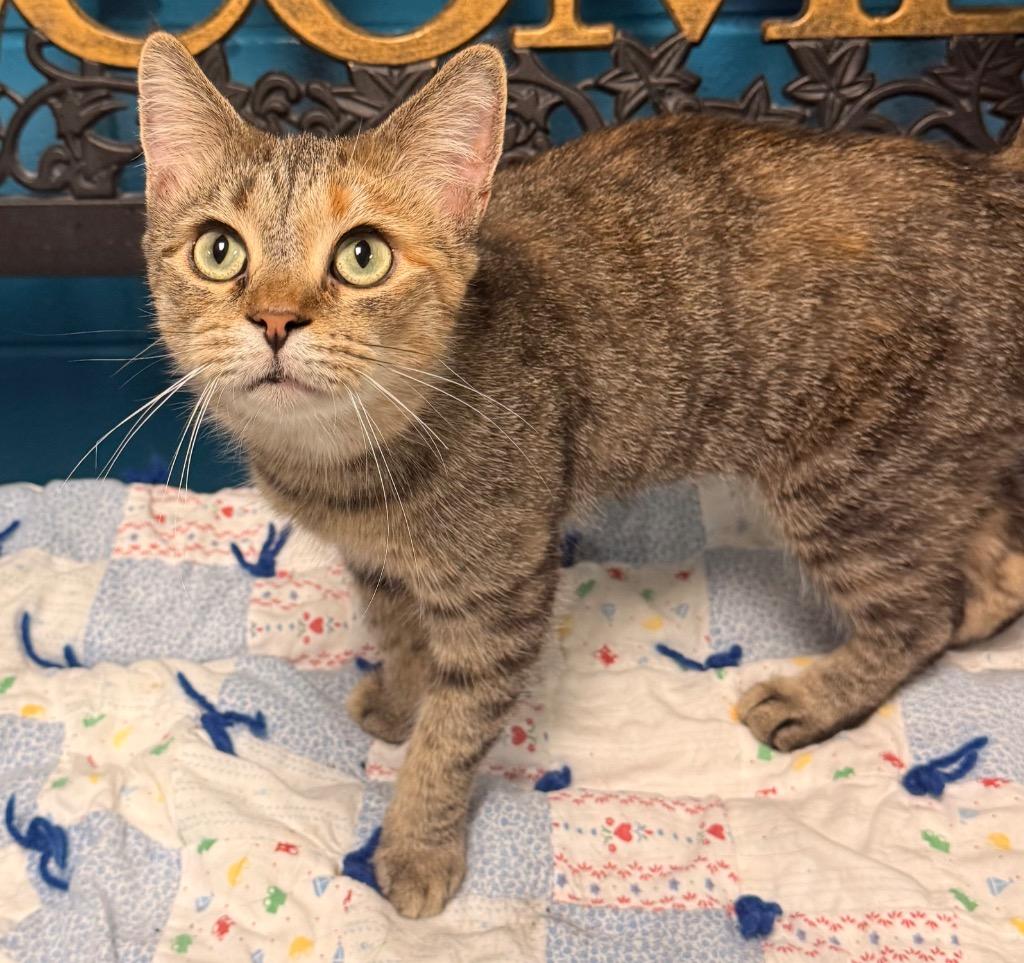 Meadow, a Adoptable mixed breed in Defiance, OH image 4/6