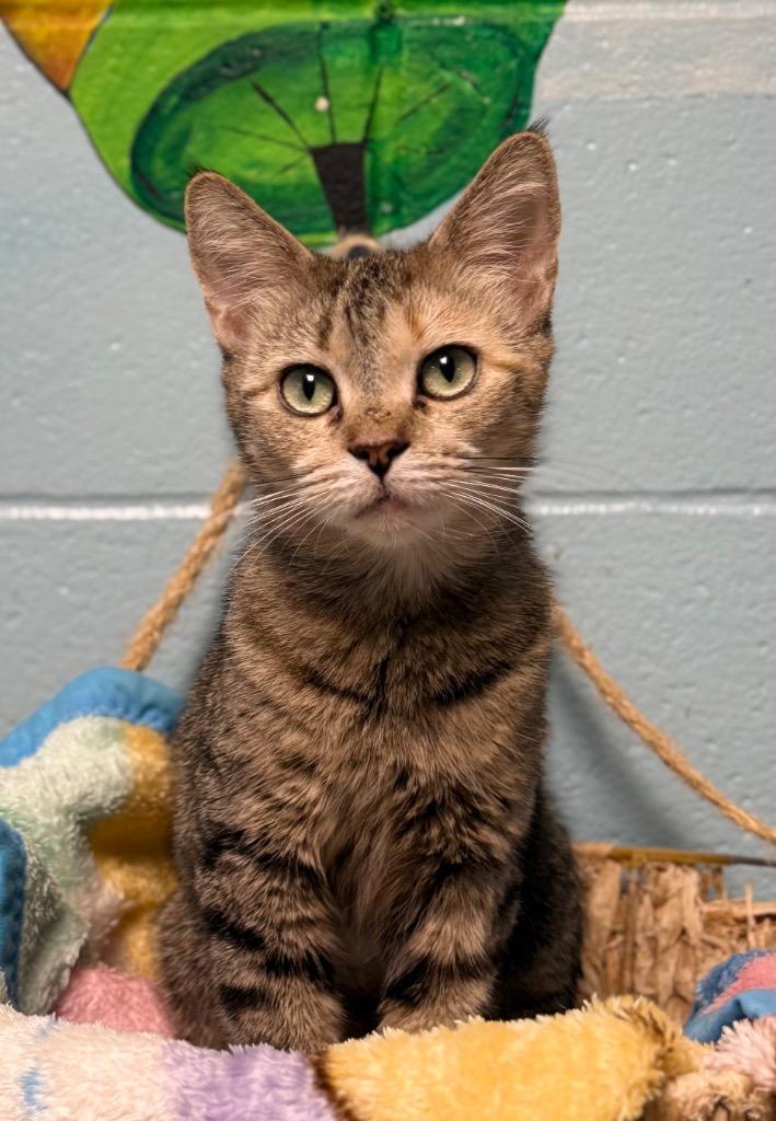 Meadow, a Adoptable mixed breed in Defiance, OH image 4/6