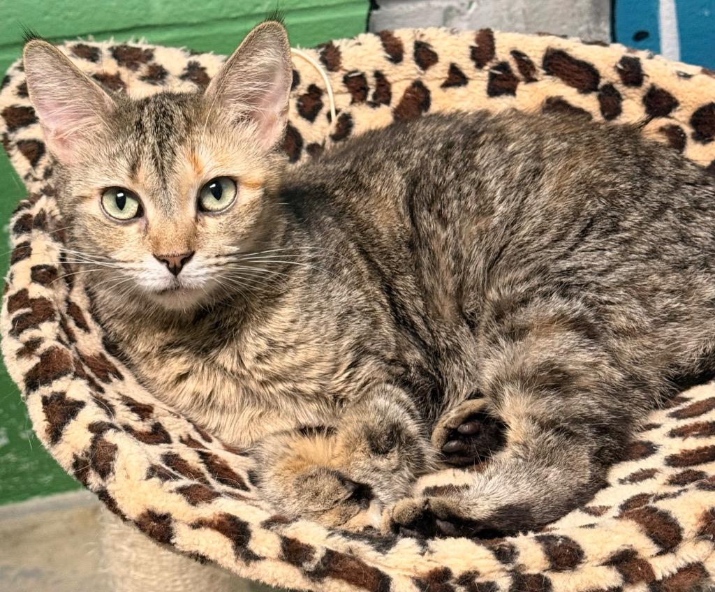 Meadow, a Adoptable mixed breed in Defiance, OH image 5/6
