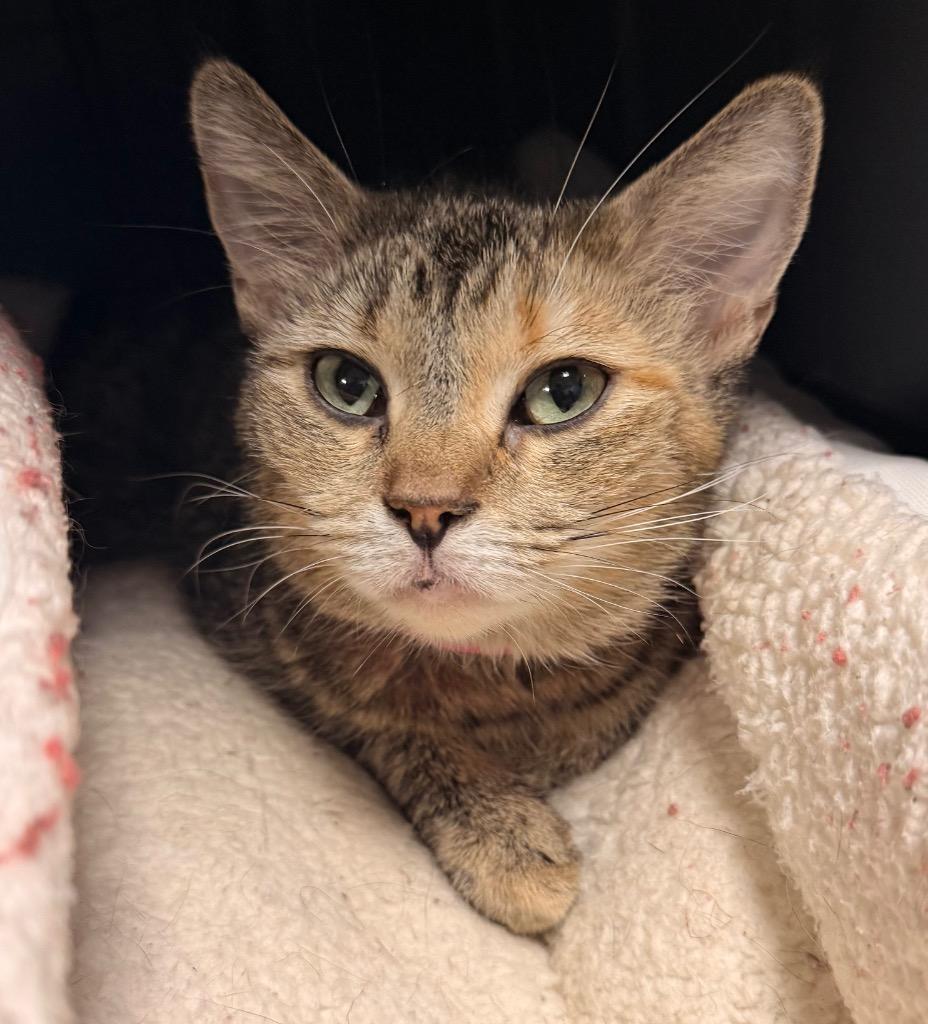 Meadow, a Adoptable mixed breed in Defiance, OH image 6/6
