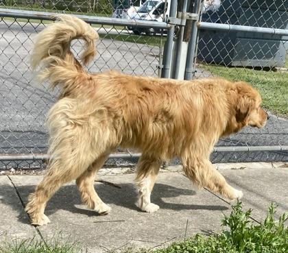 Enlarge Alfonso, a ADOPTABLE Great Pyrenees in Glasgow, KY image 2/2