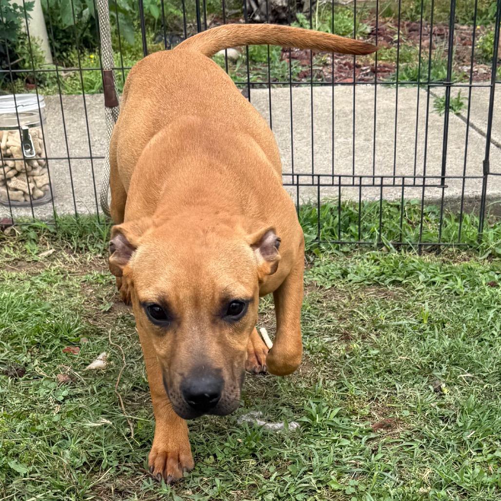 Ruby, Adoptable, Puppy Female Mixed Breed.
