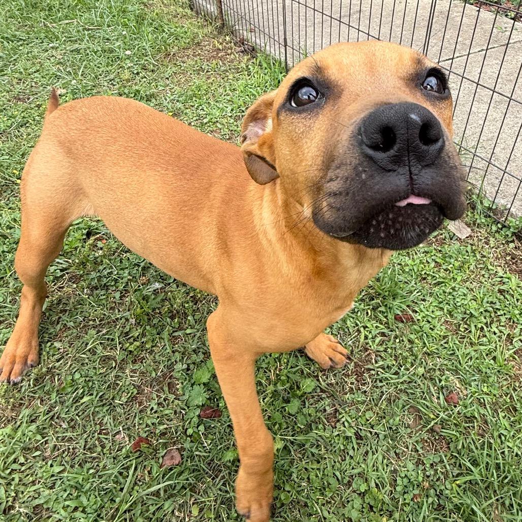 Ruby, a Adoptable Mixed Breed in Jacksonville, AR image 2/6