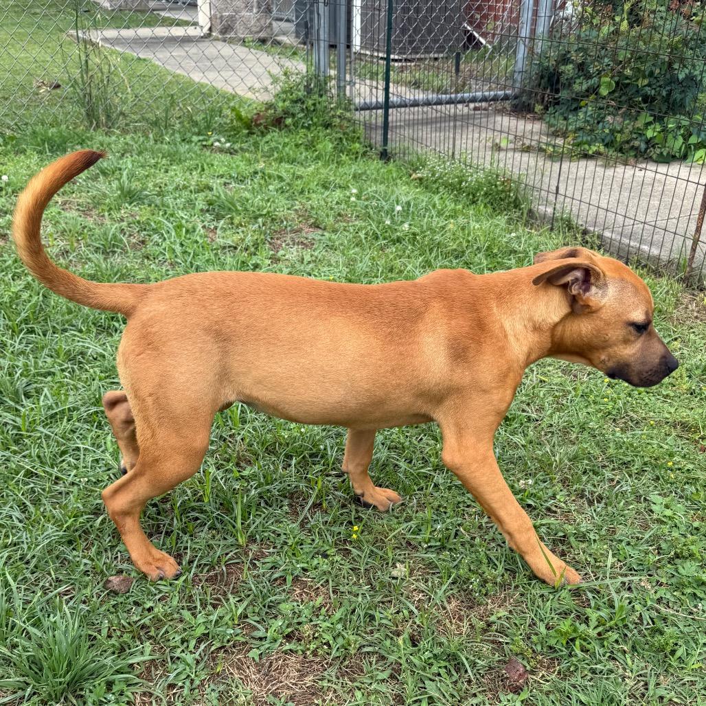 Ruby, a Adoptable Mixed Breed in Jacksonville, AR image 3/6