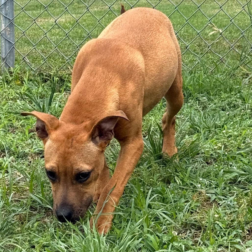 Ruby, a Adoptable Mixed Breed in Jacksonville, AR image 4/6