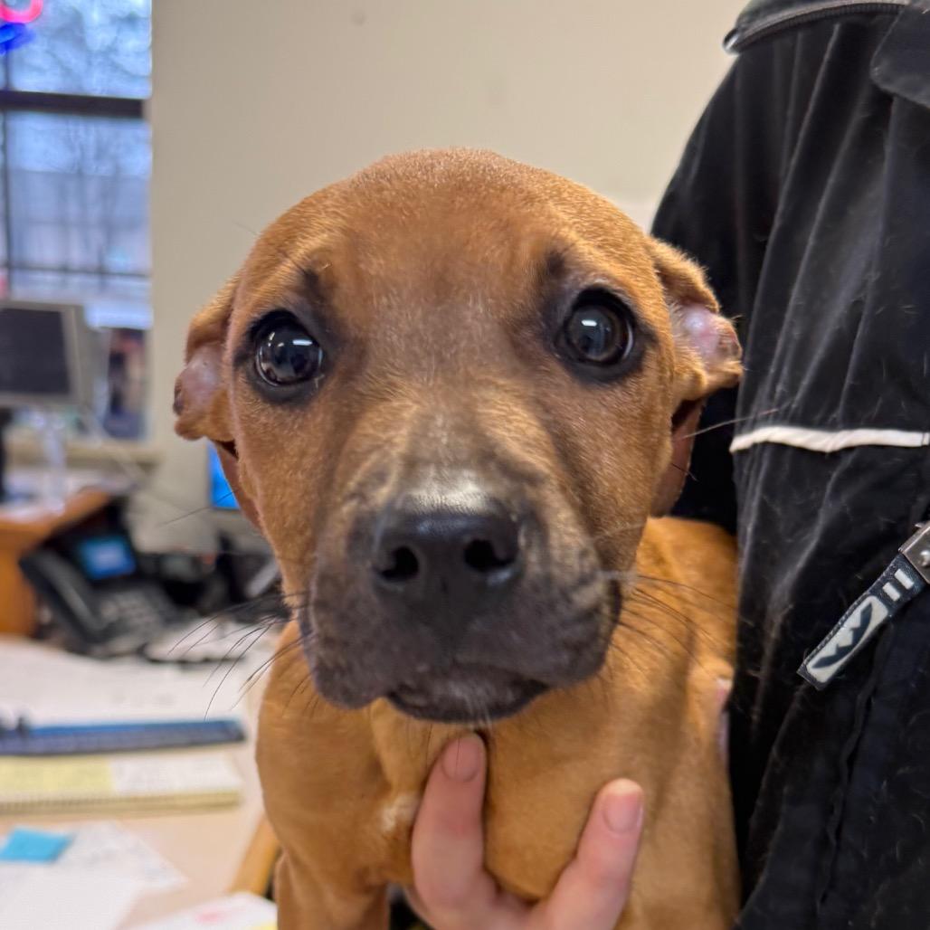 Enlarge Ruby, a Adoptable Mixed Breed in Jacksonville, AR image 1/1