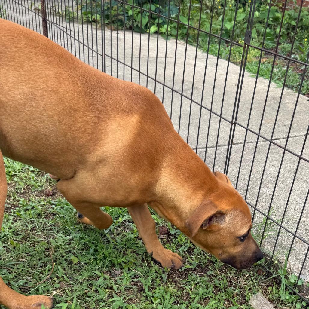 Ruby, a Adoptable Mixed Breed in Jacksonville, AR image 6/6