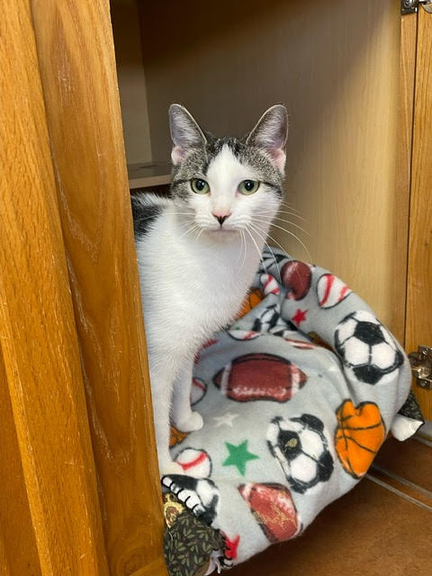 Venus, a Adoptable mixed breed in Centralia, IL image 1/3