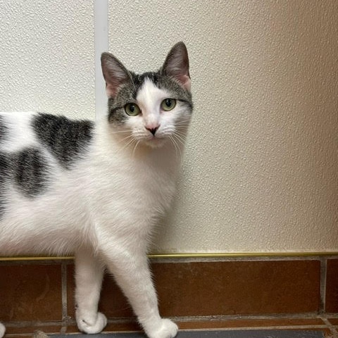 Venus, a Adoptable mixed breed in Centralia, IL image 2/3