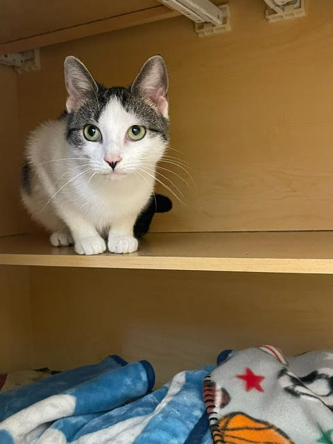 Venus, a Adoptable mixed breed in Centralia, IL image 3/3