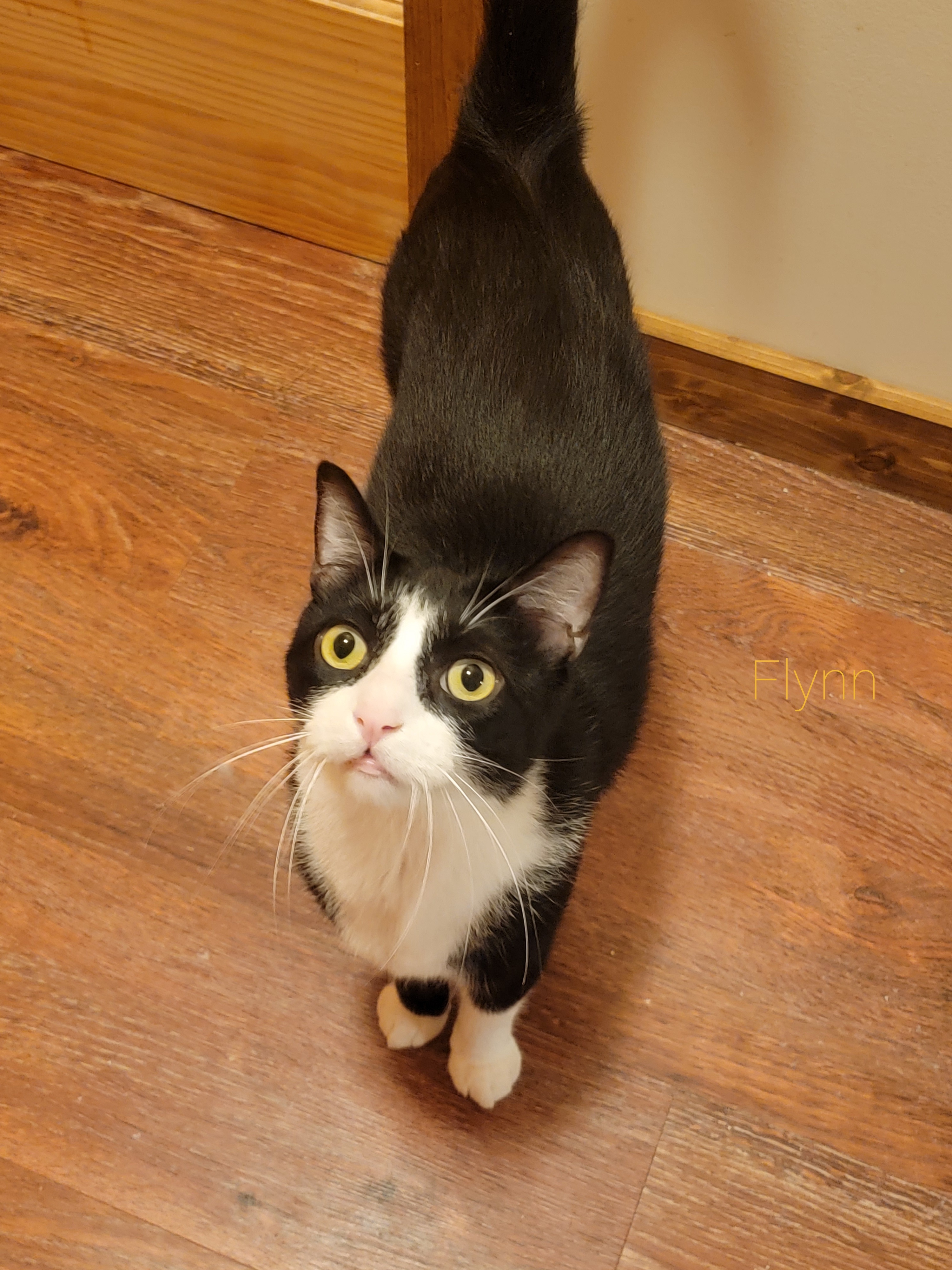 Flynn, a Adoptable Domestic Short Hair in Midland, MI image 1/2