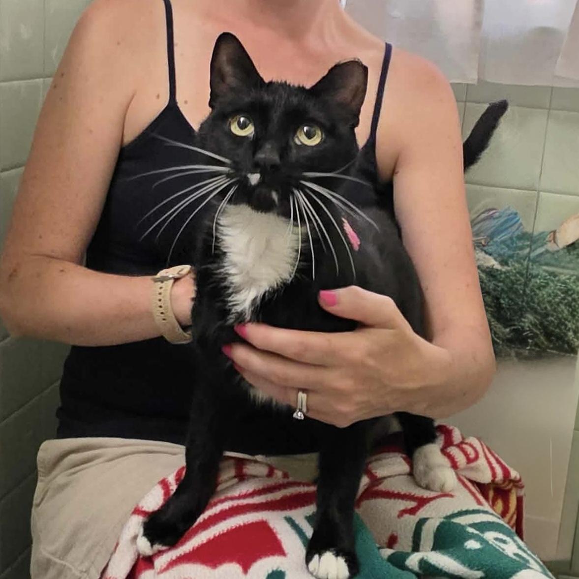 Selia, ADOPTABLE, Adult Female Domestic Short Hair.