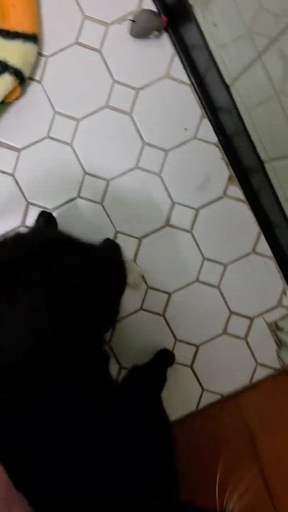 Enlarge Selia, a ADOPTABLE mixed breed in Chicago, IL video 3/5