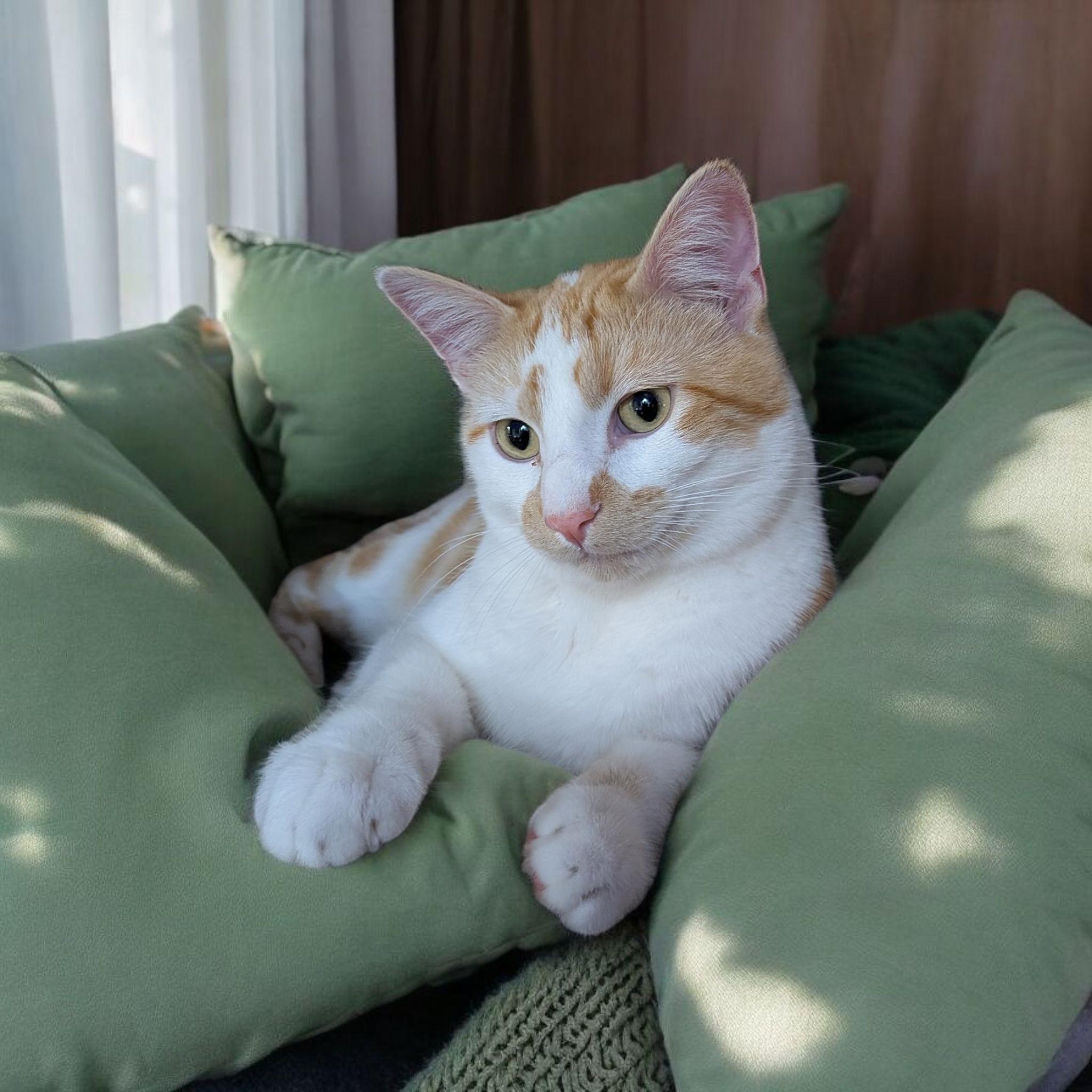 Ivory, Adoptable, Young Male Domestic Short Hair.