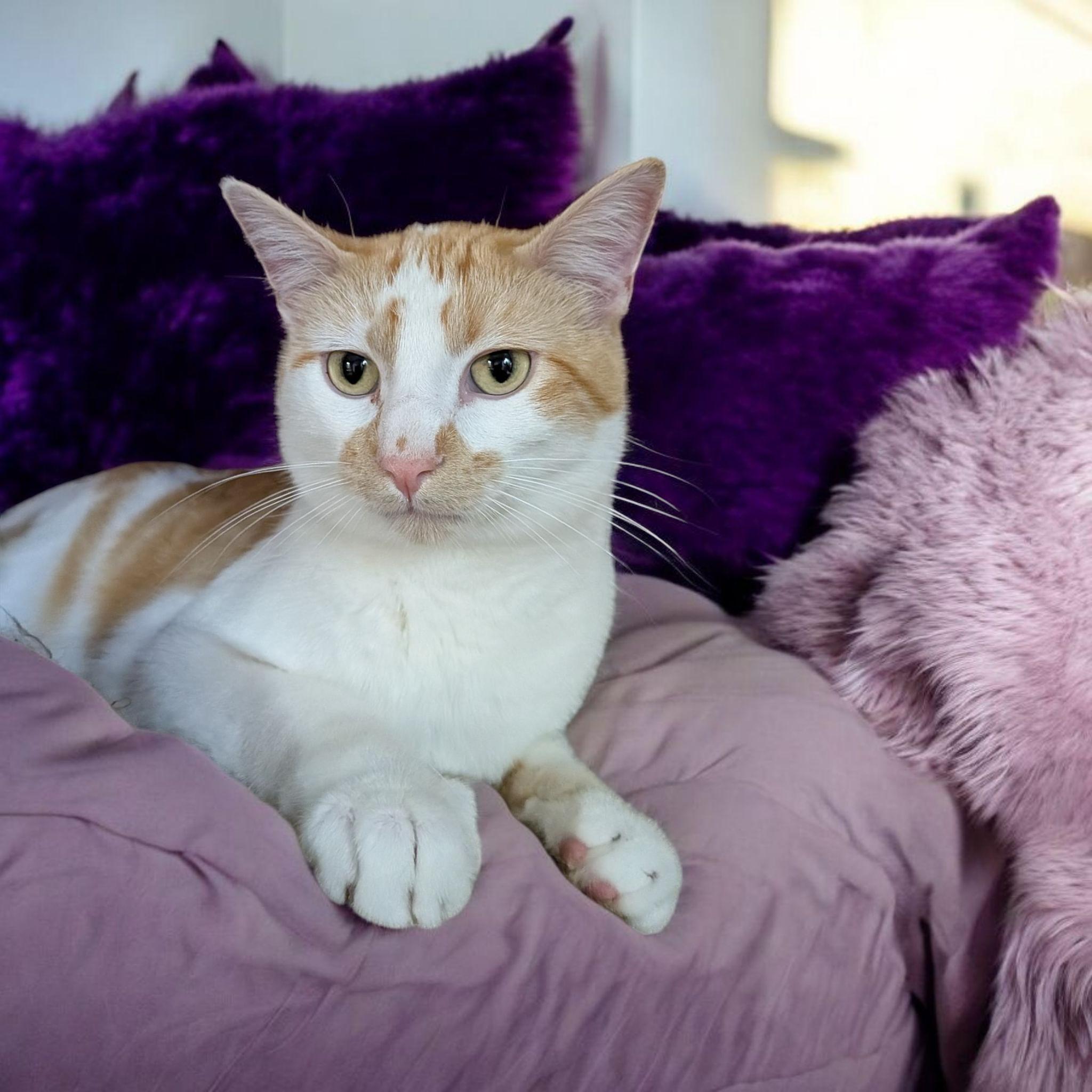 Ivory, an adoptable Domestic Short Hair in Owatonna, MN, 55060 | Photo Image 2