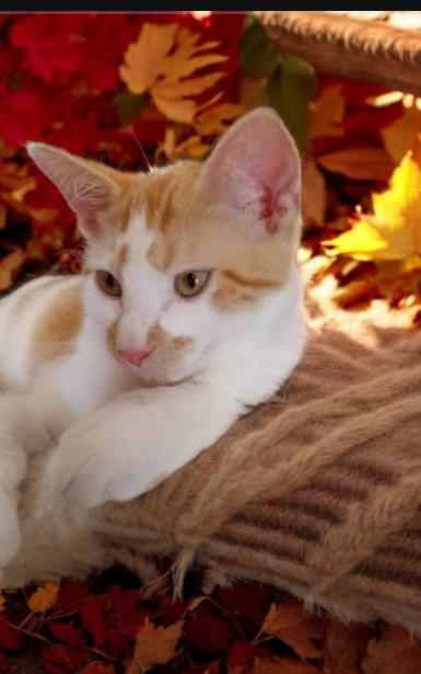 Ivory, an adoptable Domestic Short Hair in Owatonna, MN, 55060 | Photo Image 5