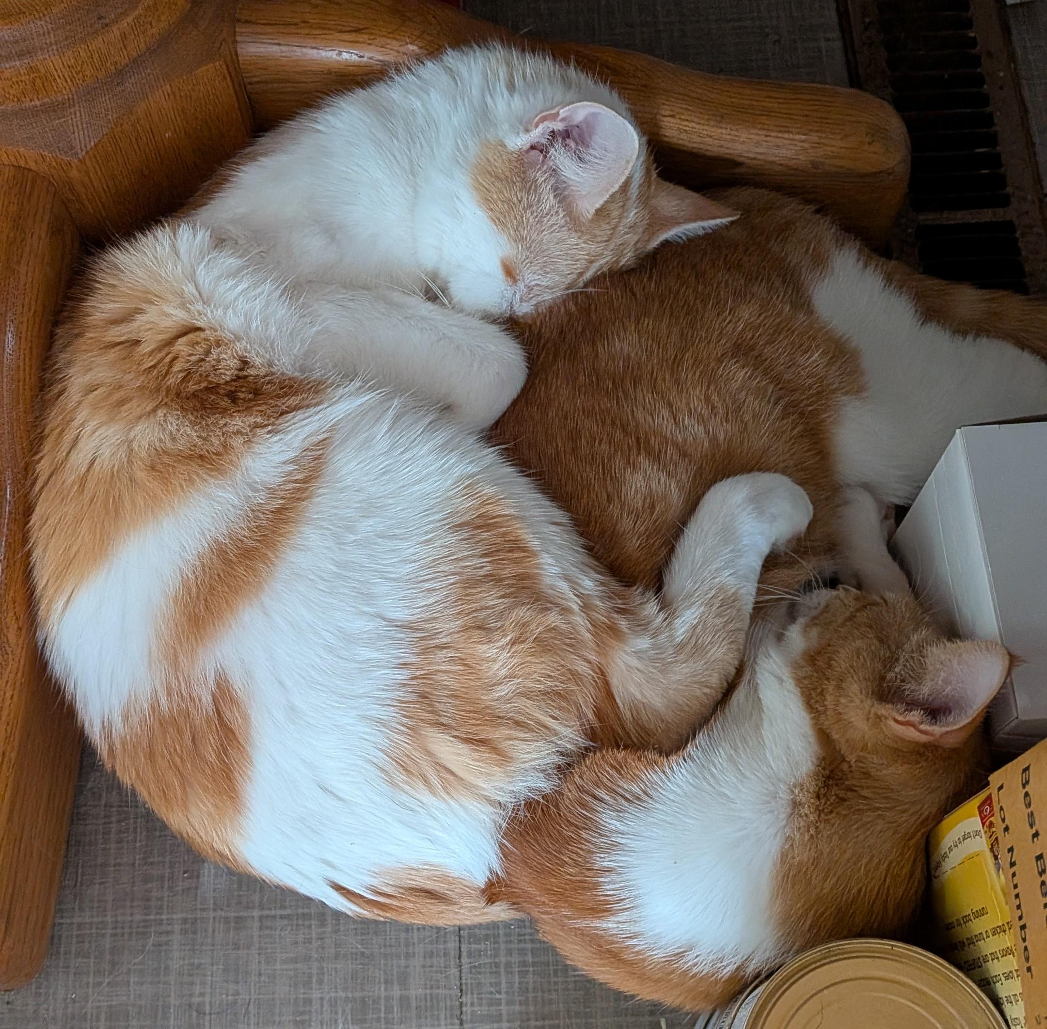 Ivory, Adoptable, Young Male Domestic Short Hair.