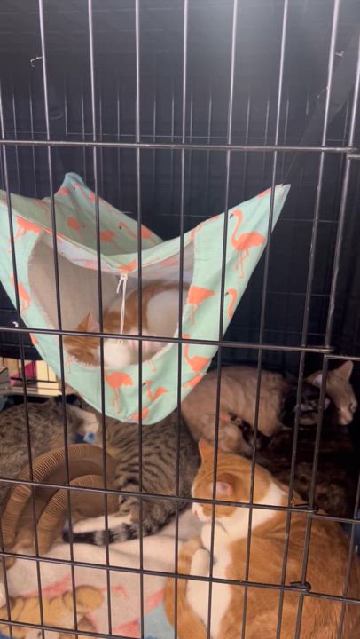 Enlarge Ivory, a Adoptable mixed breed in Owatonna, MN video 6/6