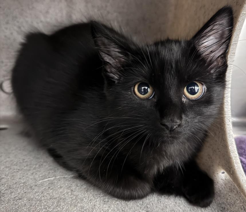 Enlarge WINNIE, a Adoptable Domestic Medium Hair in Salisbury, NC image 1/1