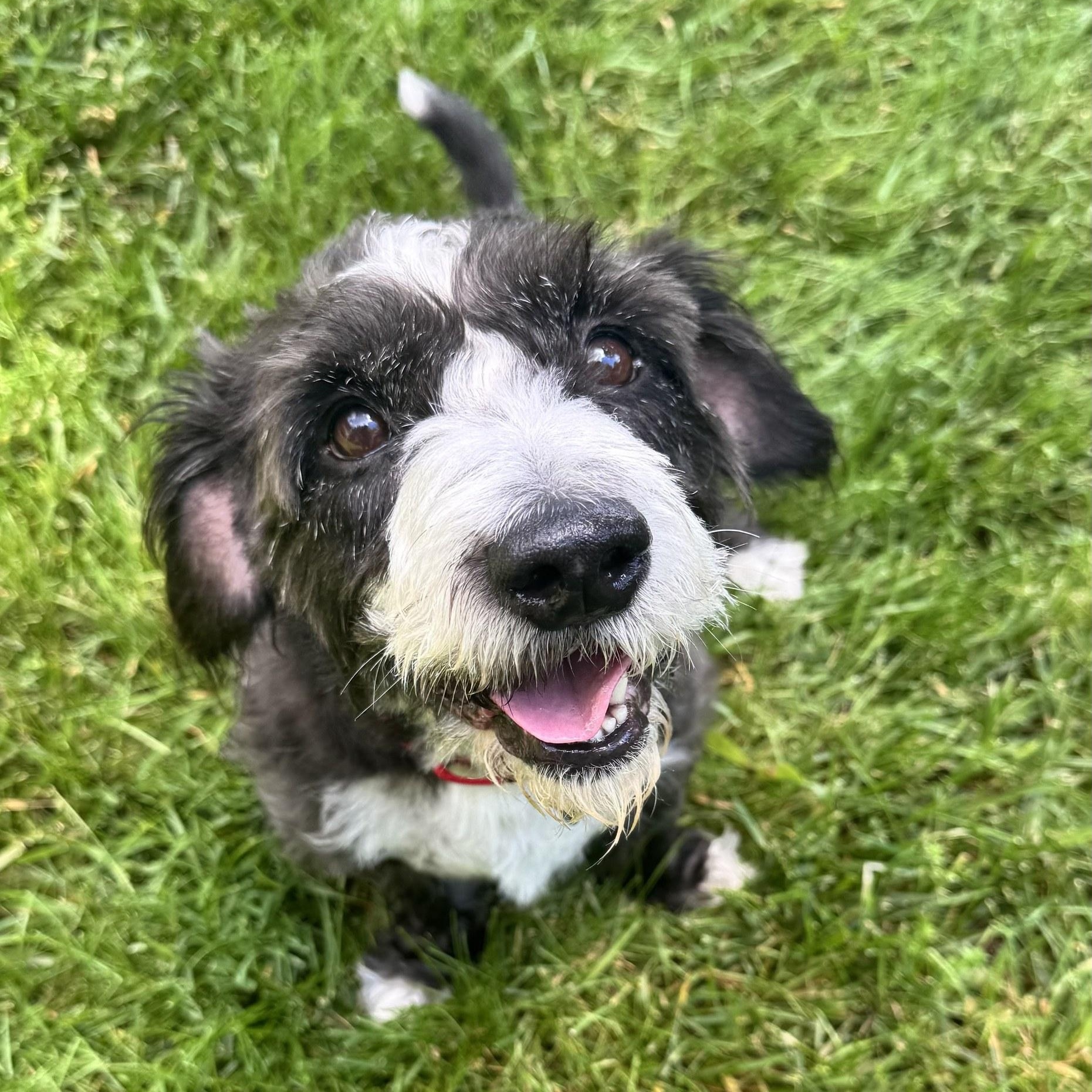 Bentley, Adult Male Miniature Schnauzer
