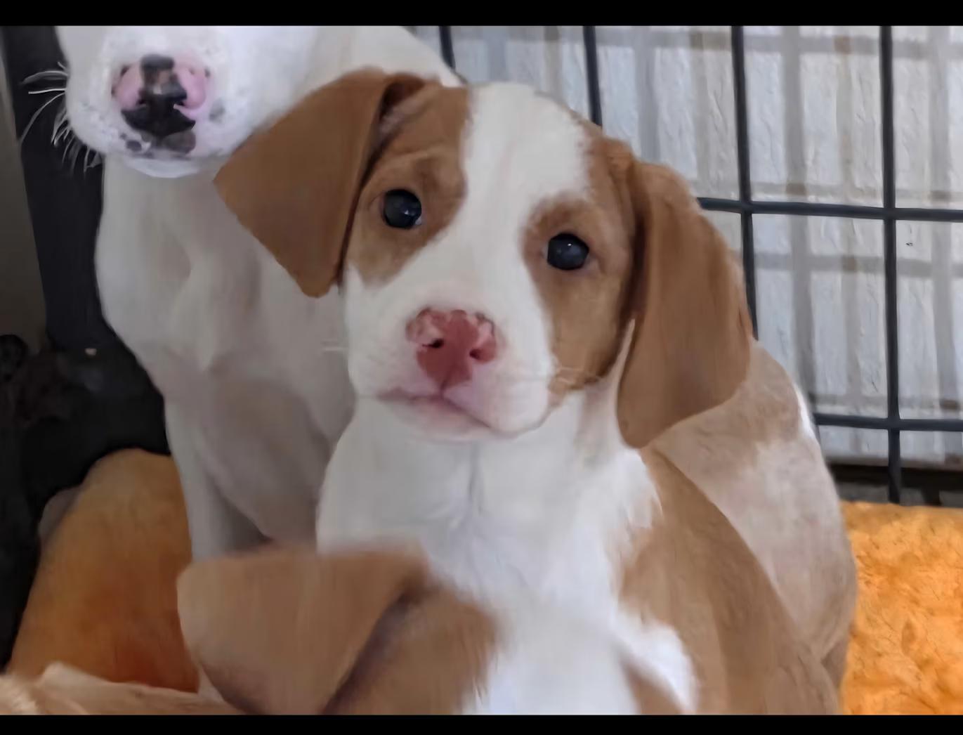 Bubbles, an adopted mixed breed in Watertown, CT image 1/2