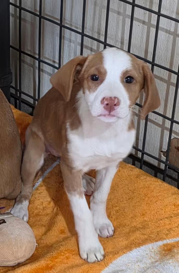 Bubbles, an adopted mixed breed in Watertown, CT image 2/2