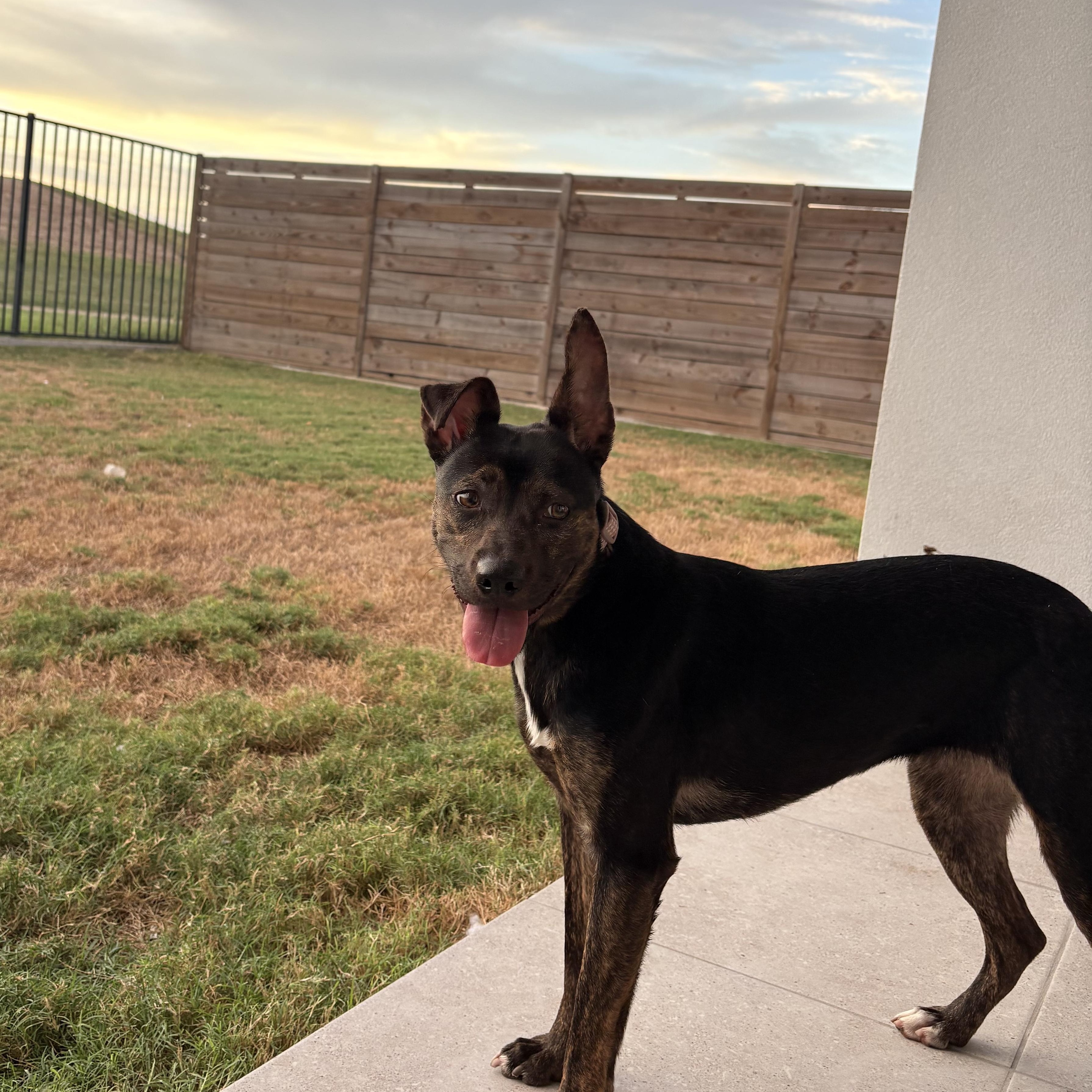 Enlarge Linda, a Adoptable mixed breed in Minneapolis , MN image 5/6