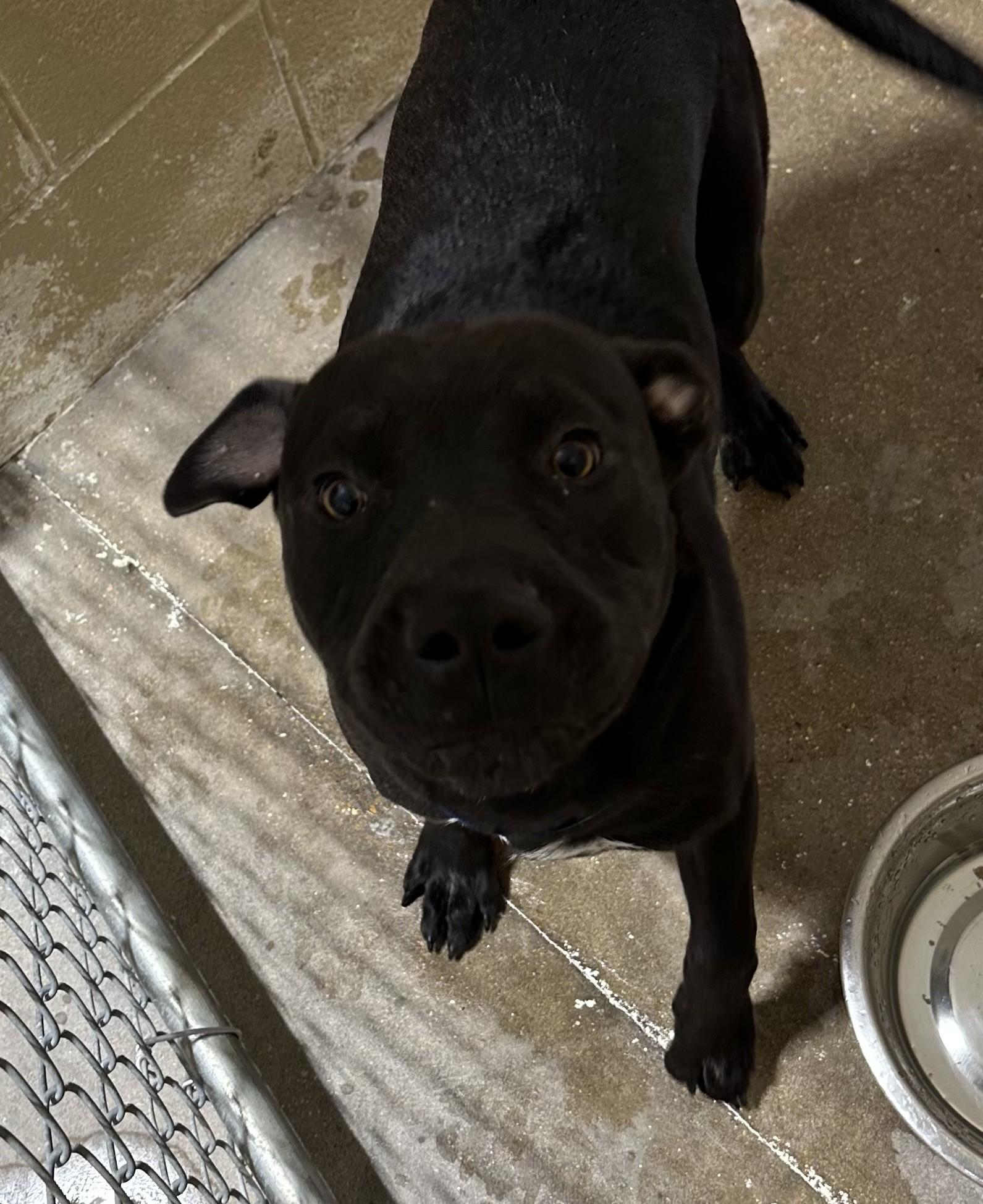 Enlarge AJ, a Adoptable mixed breed in Paris , TN image 1/1