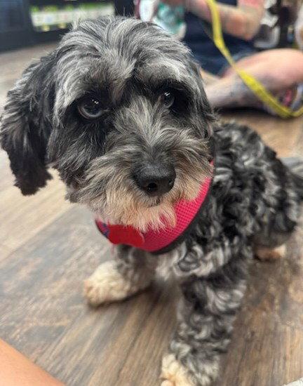 Enlarge Cali, a Adoptable mixed breed in London, ON image 1/3