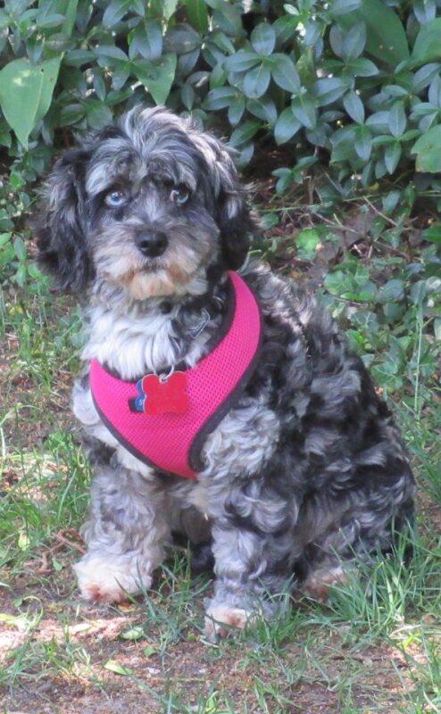 Enlarge Cali, a Adoptable mixed breed in London, ON image 2/3