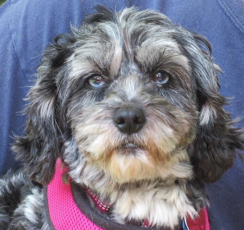 Enlarge Cali, a Adoptable mixed breed in London, ON image 3/3