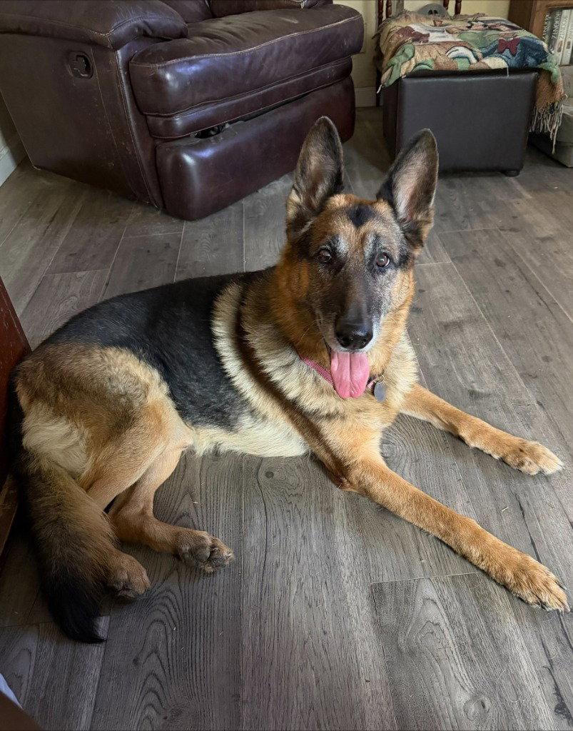 Geddy Lee, Adoptable, Senior Male German Shepherd Dog.