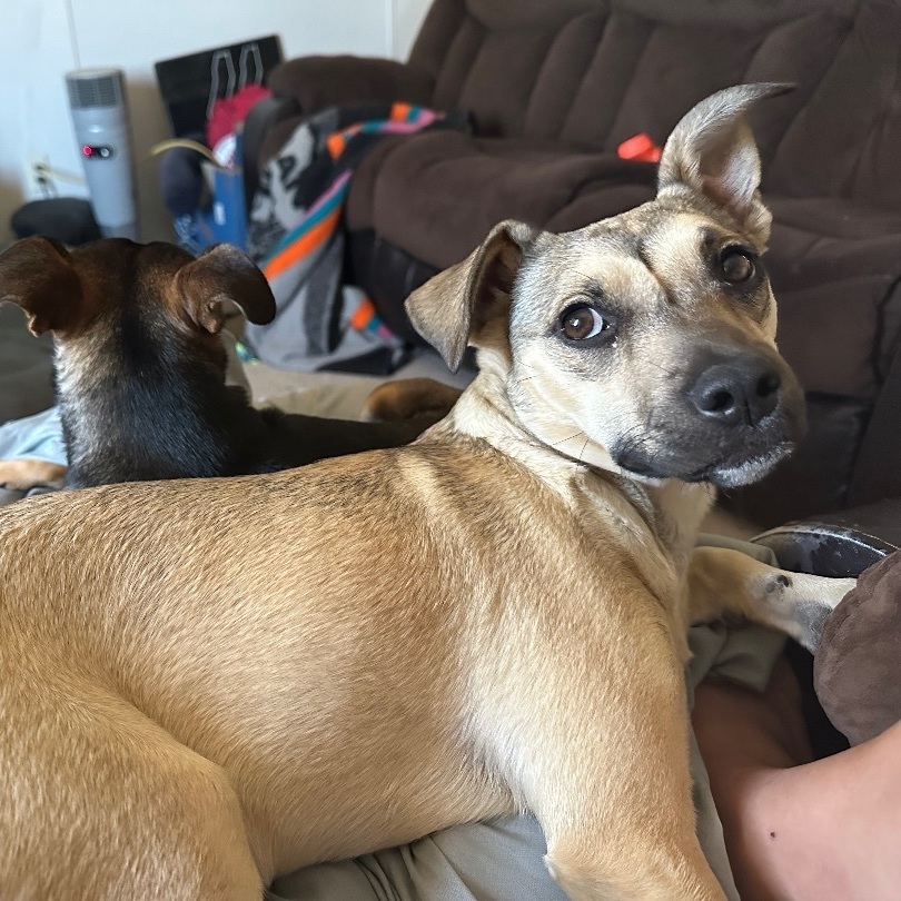 Daisy, Adopted, Young Female Chihuahua.